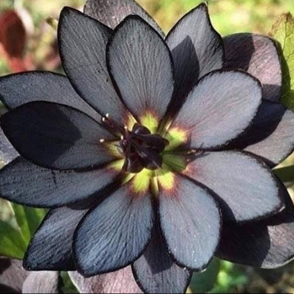 Meet your Posher, Abby - Picture 1 of 1